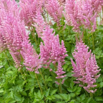 Astilbe Visions in Pink