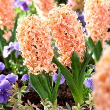 Hyacinth Gipsy Queen - Pack of 5 Bulbs