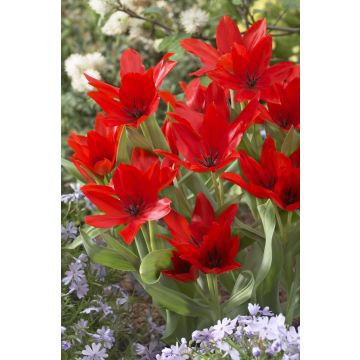 Tulip Praestans Zwanenburg Variety- Pack of 6 Bulbs