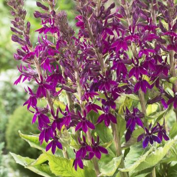 Lobelia speciosa 'Hadspen Purple' Lobelia speciosa 'Hadspen Purple'