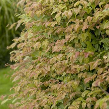  Carpinus Betulus - Hornbeam - Bare Root Hedging 30-50cm - Pack of 12