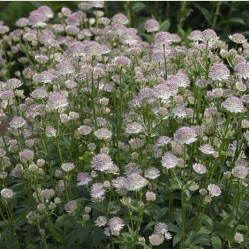 Astrantia major - Masterwort