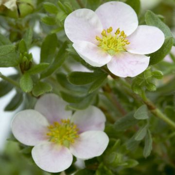 Potentilla fruticosa 'Pretty Polly' - Shrubby Cinquefoil