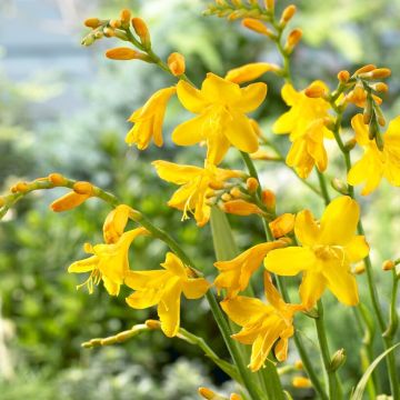 Crocosmia x crocosmiiflora 'Buttercup'