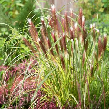 Pennisetum alopecuroides 'Red Head'