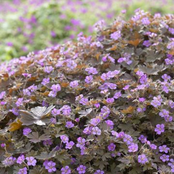 Geranium 'Bob's Blunder'