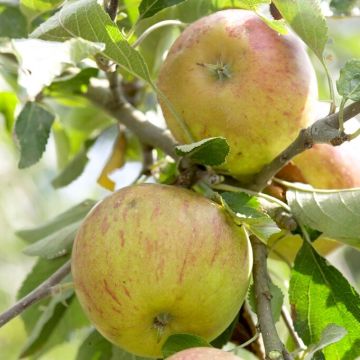 Patio Fruit Tree - Malus Cox's Orange Pippin - Apple Tree