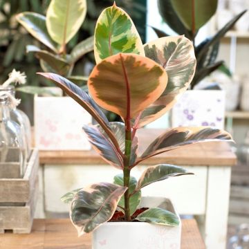 Ficus elastica Belize