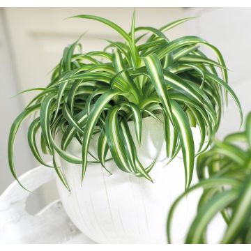 SPECIAL DEAL - Curly Spider Plant - Chlorophytum Bonnie