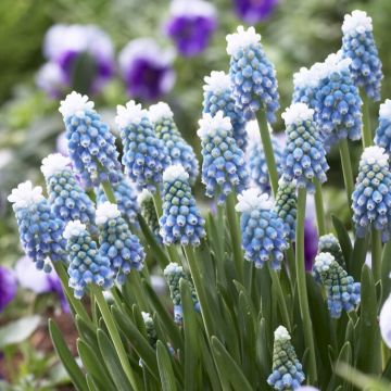 Muscari Mount Hood