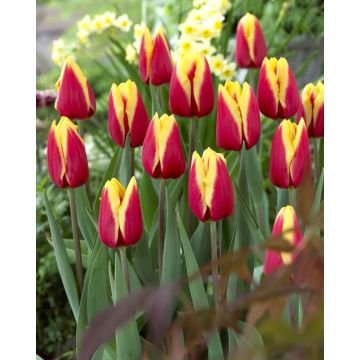 Tulipa Jan Seignette -  Pack of 6