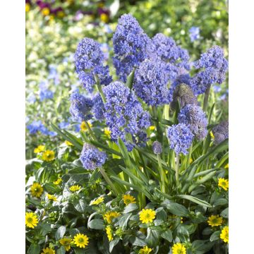 Muscari Fantasy Creation - Pack of 10