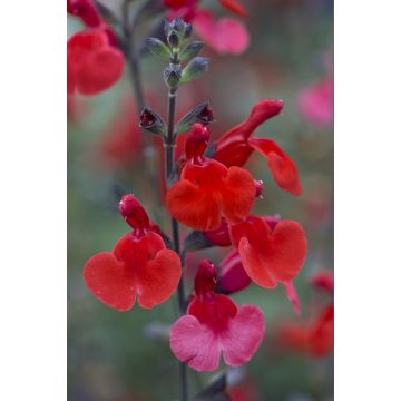 Salvia Royal Bumble