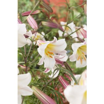 Lilium Regale - Pack of 2