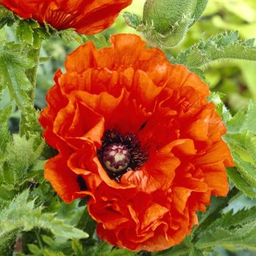 Papaver Eye Catcher