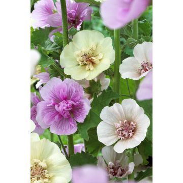 Hollyhock (Alcea) Single Mixed - Pack of THREE