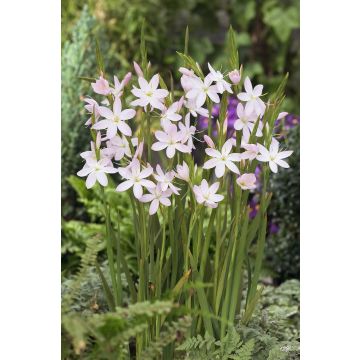 Schizostylis coccinea 'Pink Princess'