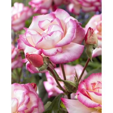 Rose 'Handel' - Climbing Rose