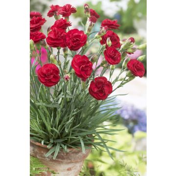 Dianthus Scent First Passion
