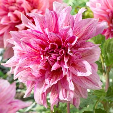 Dahlia Striped Emory Paul