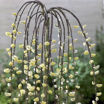 Kilmarnock Willow - Salix caprea pendula Kilmarnock - Large Standard Weeping Pussy Willow Tree
