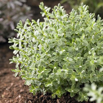 Hebe pinguifolia 'Sutherlandii' - Veronica Plant