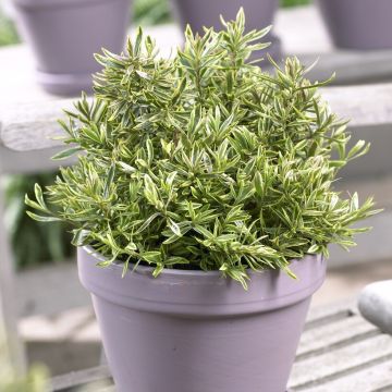 Hebe 'Bronze Baby'