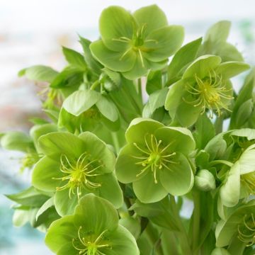 Helleborus Sternii