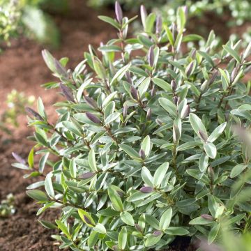 Hebe 'Pink Lady' - Veronica 'Pink Lady' Hebe 'Pink Lady' - Veronica 'Pink Lady'