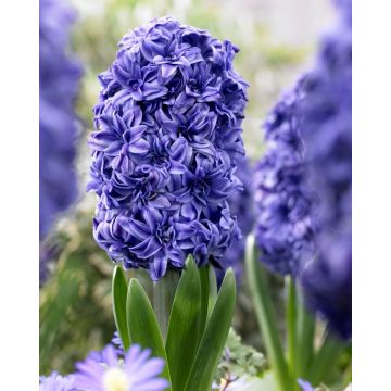 Hyacinth 'Royal Navy' - Pack of 5 Bulbs