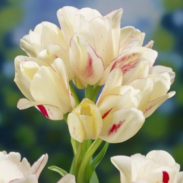 Tulipa Candy Club - Pack of 6