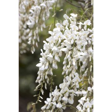 Wisteria brachybotrys Shiro-Kapitan - Silky Wisteria - Large Specimen Plant 6ft