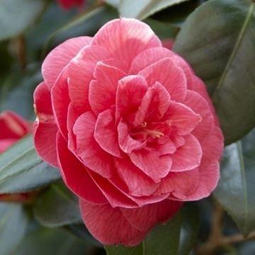 Camellia japonica Coquettii