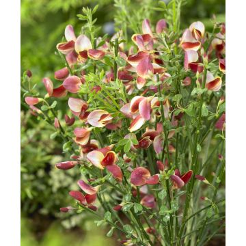 Cytisus scoparius Maria Burkwood