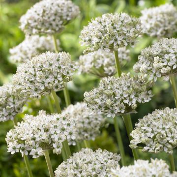Allium multibulbosum 'Nigrum' - Pack of 5 Bulbs