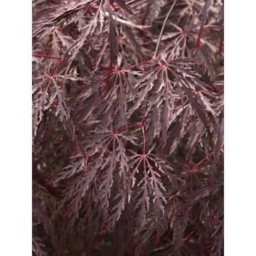 Acer palmatum Inaba-Shidare - Large