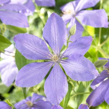 Clematis 'Mrs Cholmondeley'