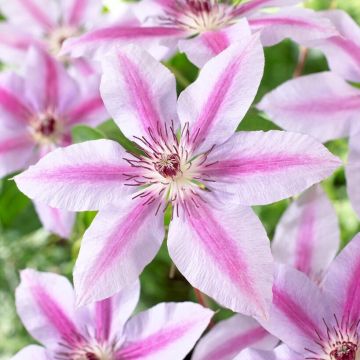 Large 6-7ft Specimen Climber - Clematis Nelly Moser