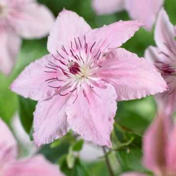 Clematis Pink Fantasy