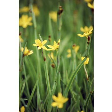 Sisyrinchium californicum