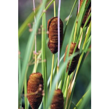 Typha angustifolia