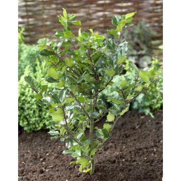 Ilex Blue Prince - Male Holly