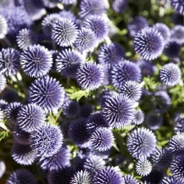 Echinops ritro Echinops ritro