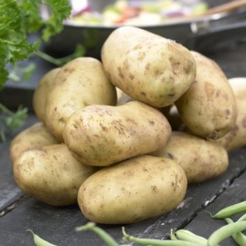 Sagitta - Second Early Seed Potatoes - Pack of 10