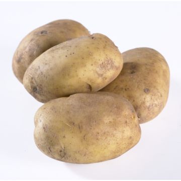 Pentland Javelin - First Early Seed Potatoes - Pack of 10 Pentland Javelin - First Early Seed Potatoes - Pack of 10