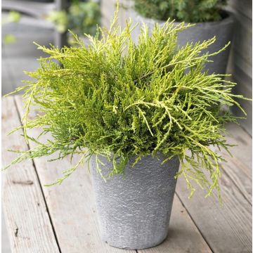 Juniperus x media 'Goldcoast' - Dwarf Slow Growing Conifer