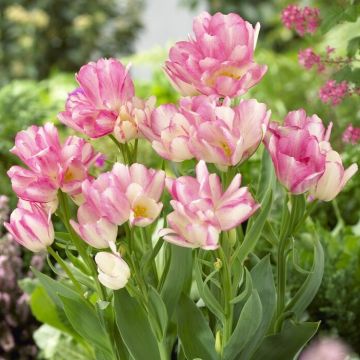 Tulip Dream Club - Pack of 8