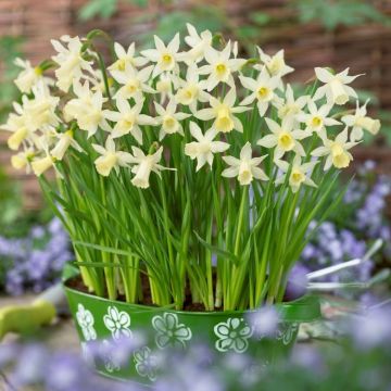 Narcissi - Daffodil Elka - Pack of 25 Bulbs
