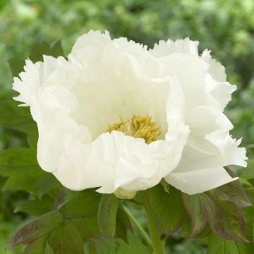 Tree Peony - Paeonia  suffruticosa Double White