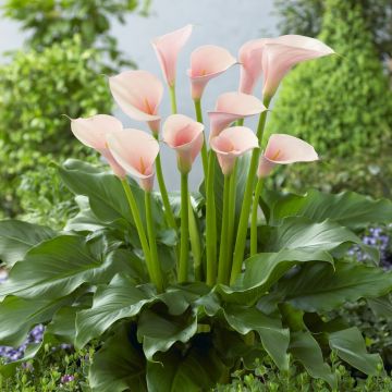 Zantedeschia aethiopica 'Flamingo' - Calla Lily